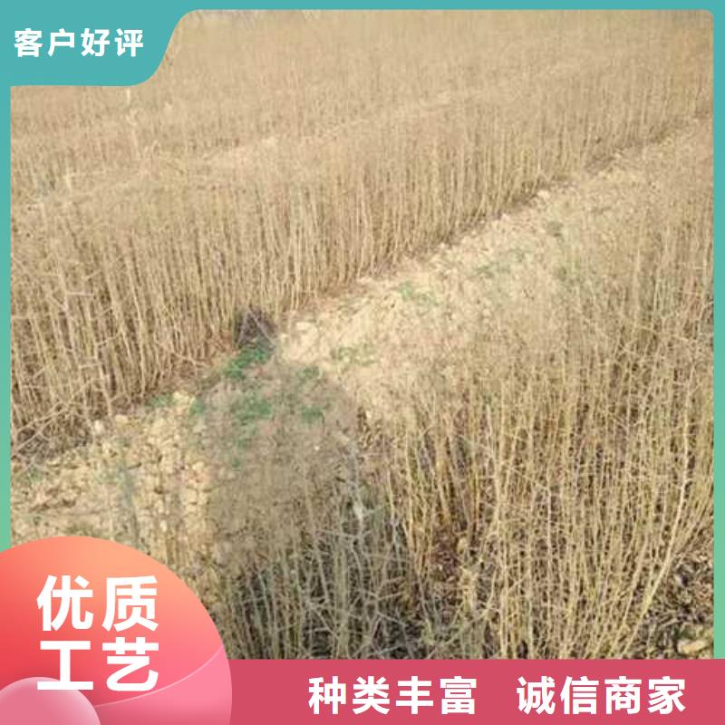 杜梨苗品種大全物美價優