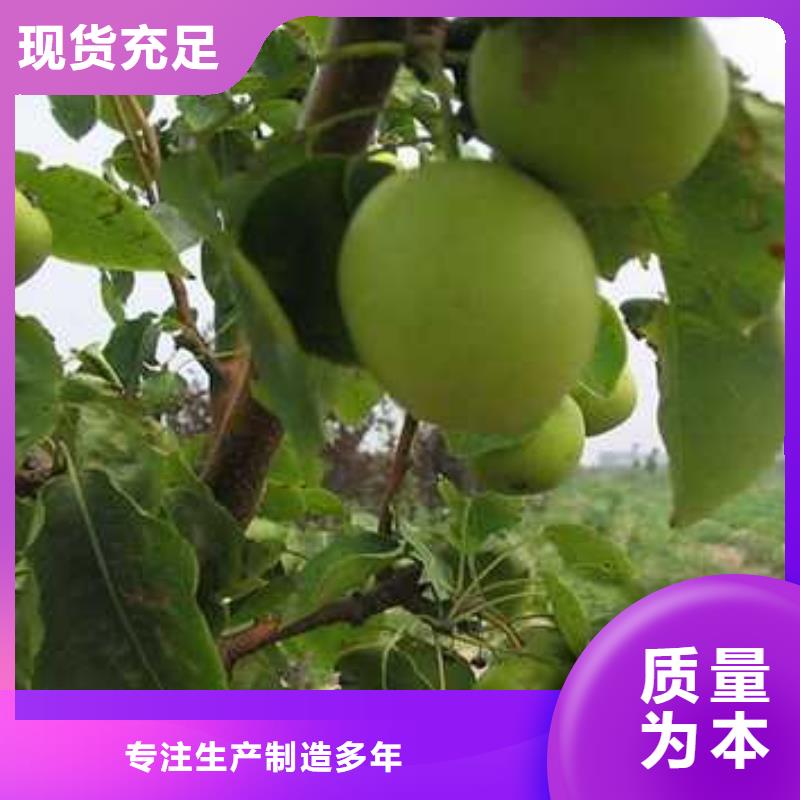 杜梨苗一畝地利潤工藝成熟