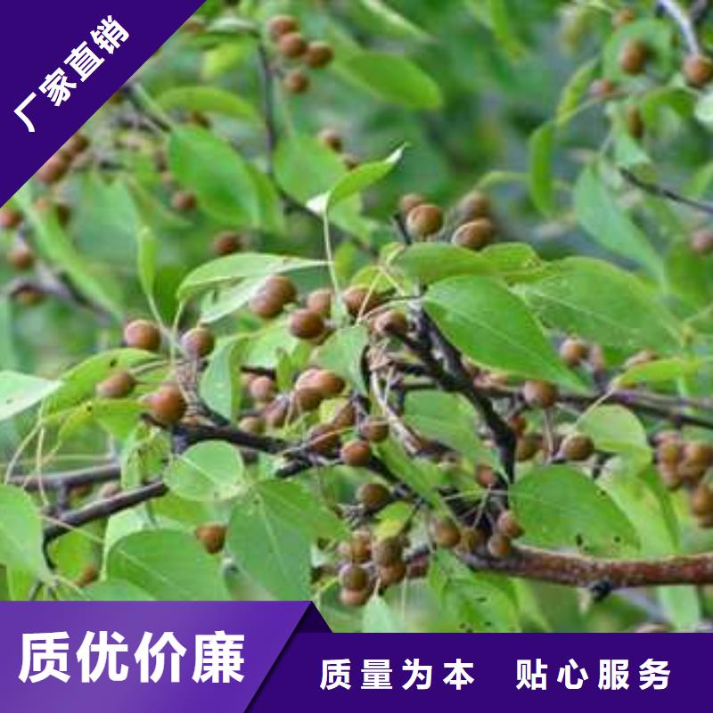 杜梨,毛桃苗品牌企业原料层层筛选