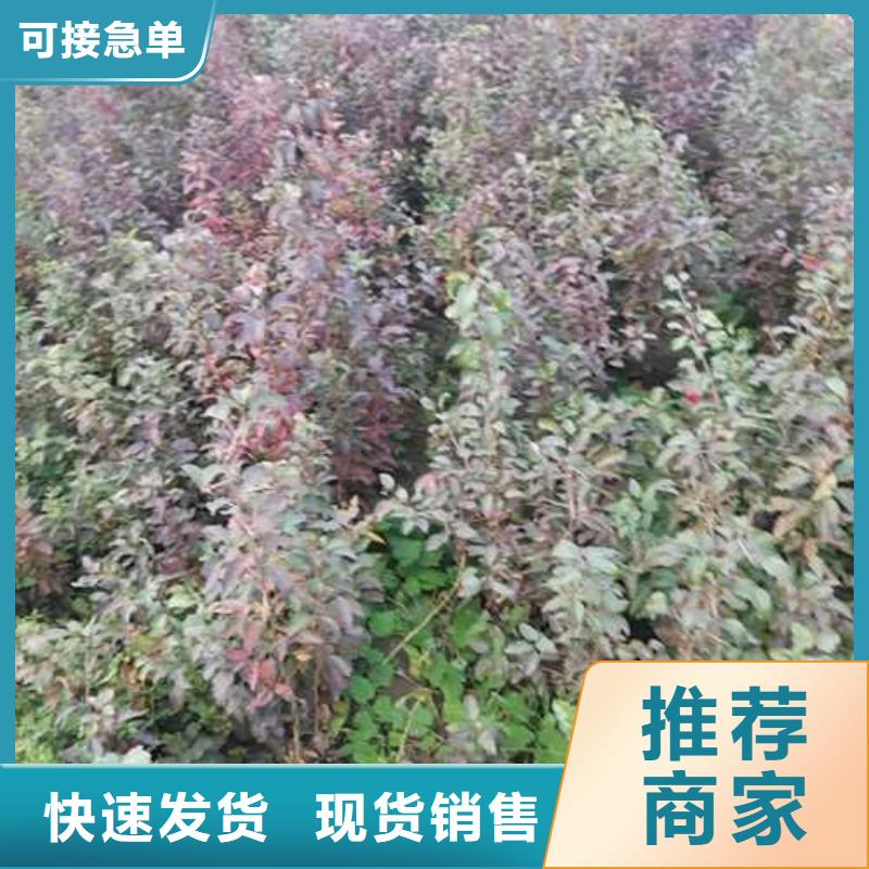 杜梨奧紅一號(hào)梨苗實(shí)體廠家支持定制批發(fā)供應(yīng)