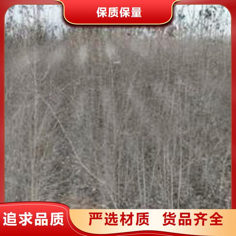 杜梨黃冠梨樹苗支持批發(fā)零售貨到付款