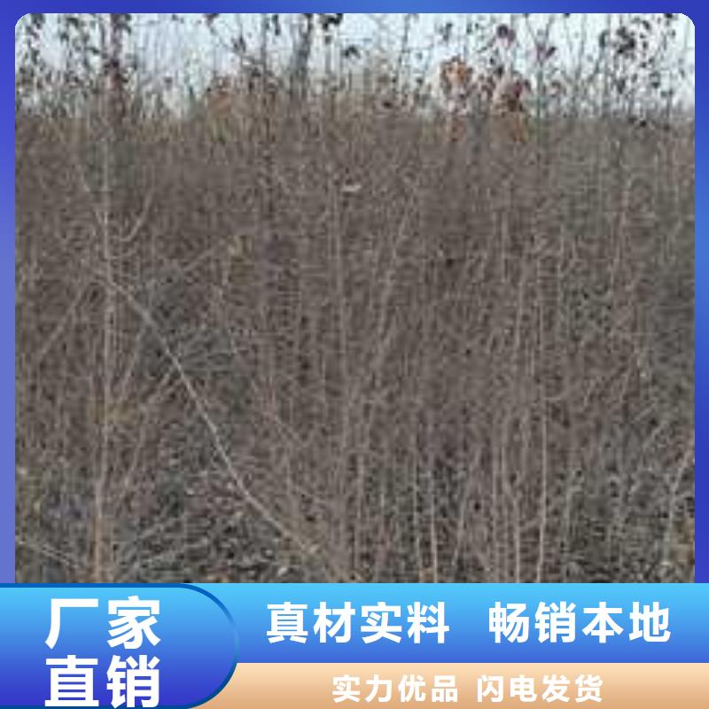 杜梨小苗批發(fā)價(jià)格保障產(chǎn)品質(zhì)量