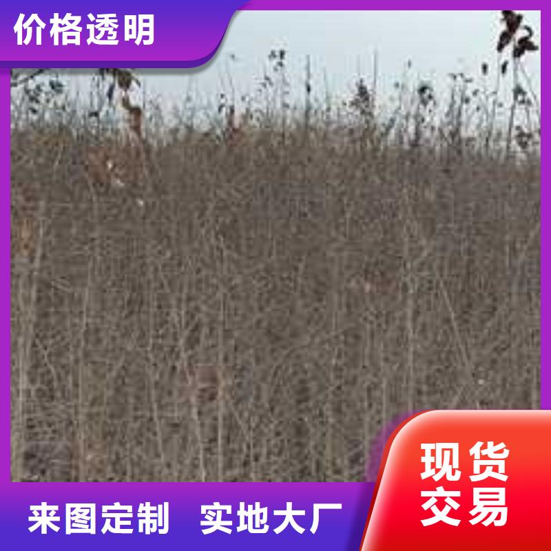 杜梨苗怎么賣隨心所欲定制