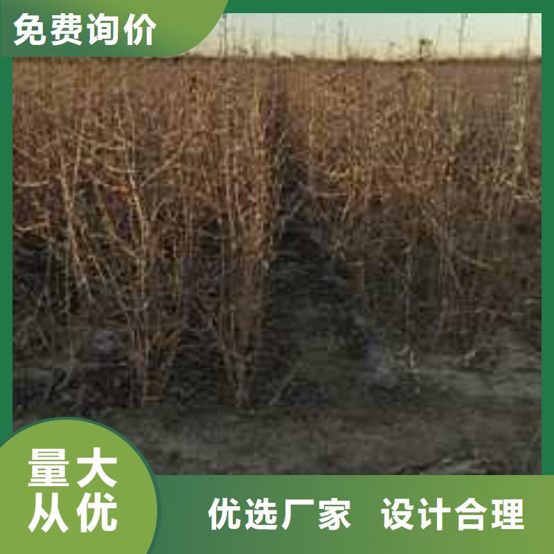 杜梨奧紅一號梨苗發貨及時質優價廉