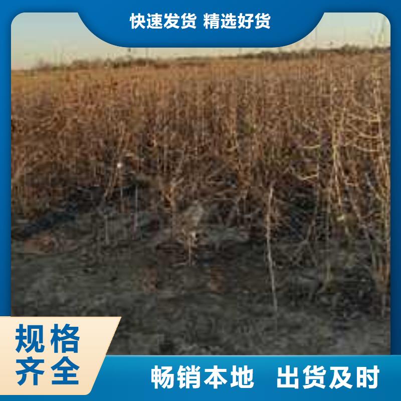 杜梨苗新品種實拍品質保障