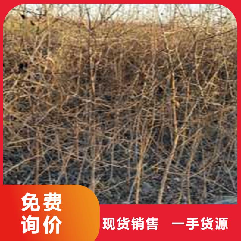 杜梨小苗苗木基地當地供應商
