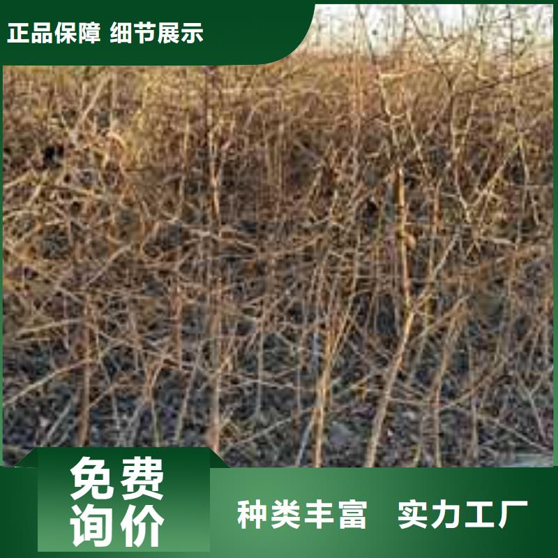杜梨-玉露香梨樹苗準時交付當地生產商