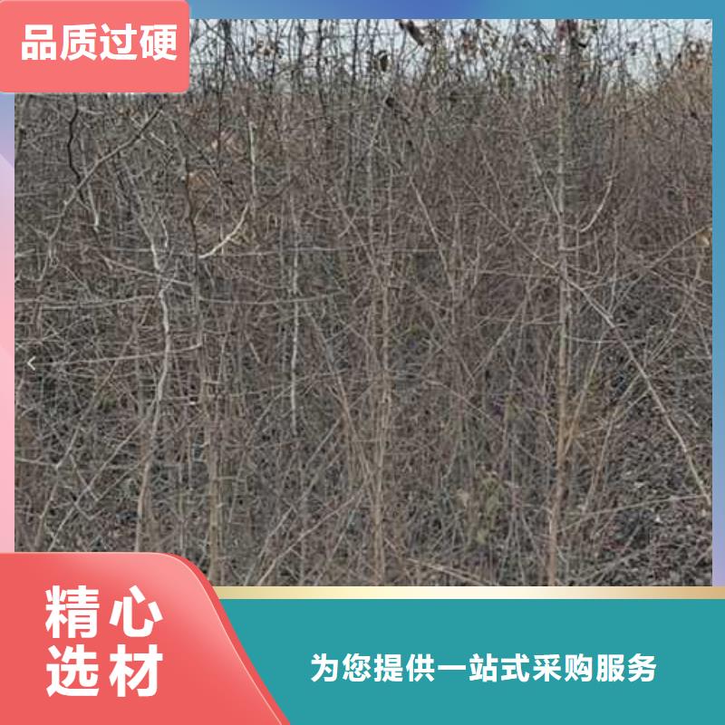 杜梨树苗多少钱一颗本地生产商