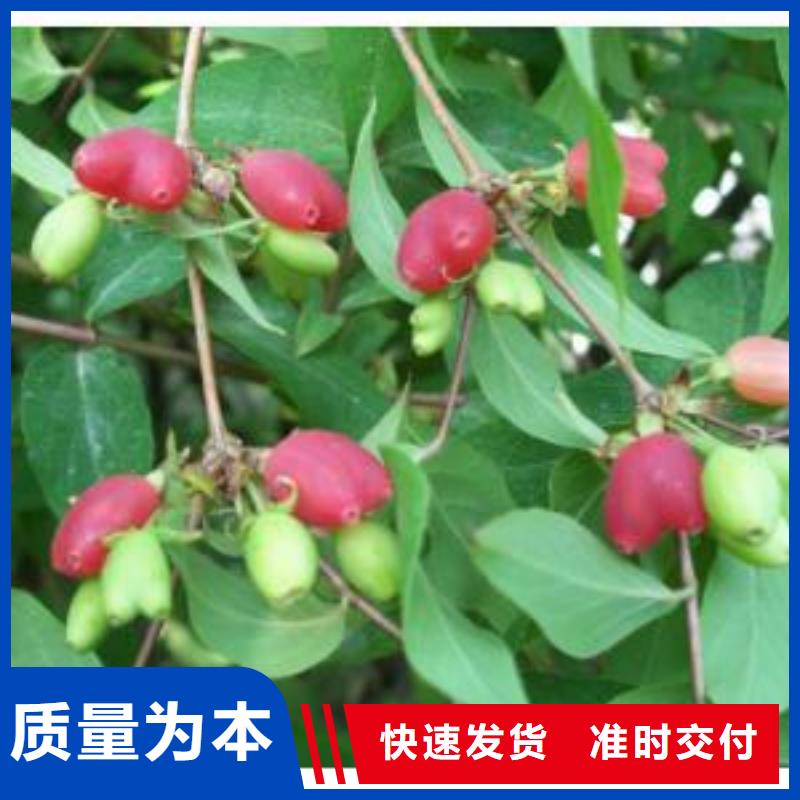 【杈杷果】獼猴桃苗支持大小批量采購大廠生產(chǎn)品質
