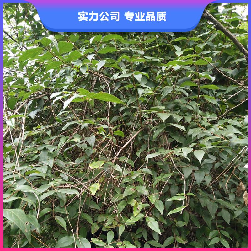 杈杷果_桃樹(shù)苗拒絕中間商產(chǎn)品實(shí)拍