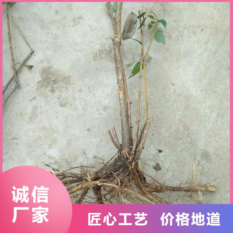 爱情果苗基地直销买的放心安兴用的舒心