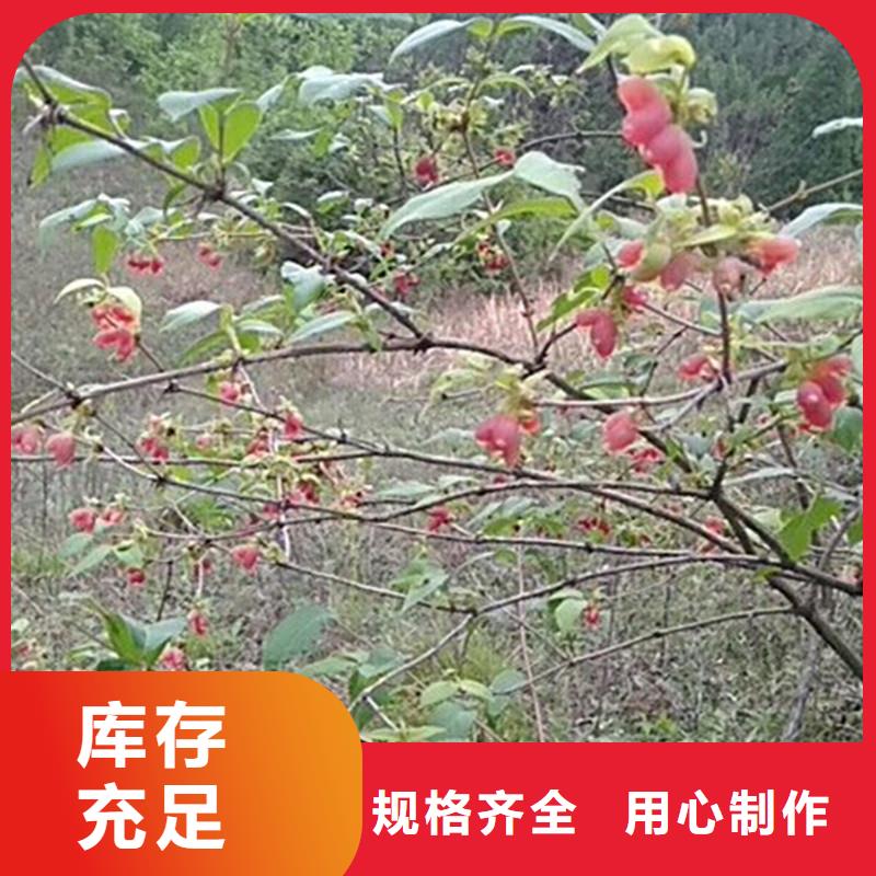 杈杷果樹苗什么時(shí)間移栽涼山