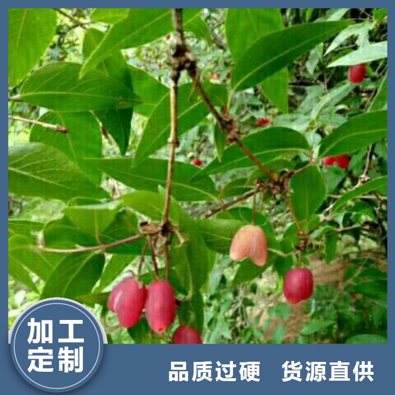 ?杈杷果梨樹苗精心打造一站式供應廠家