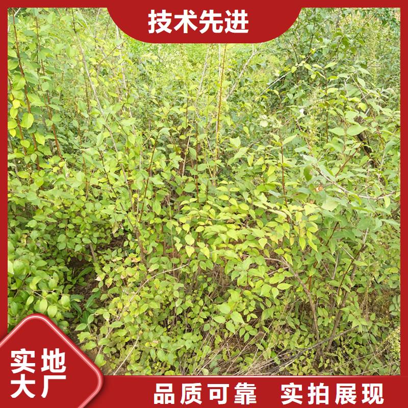 杈杷果【苹果苗】专注细节专注品质【当地】货源