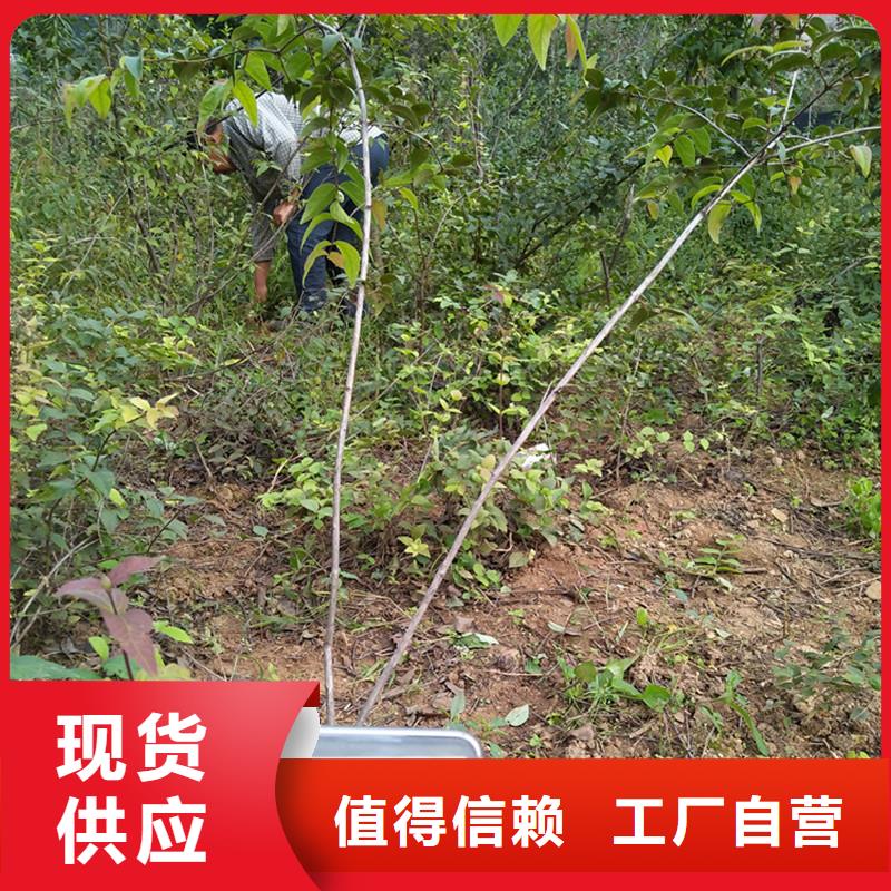 杈杷果【藍莓苗】出貨快廠家銷售