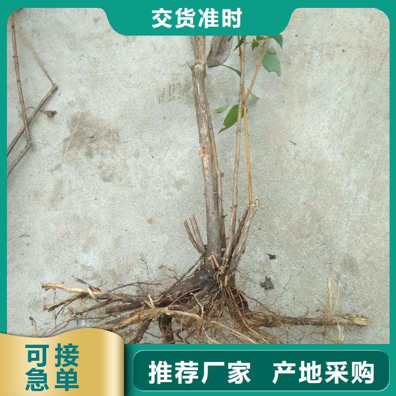 爱情果苗种植技术畅销当地