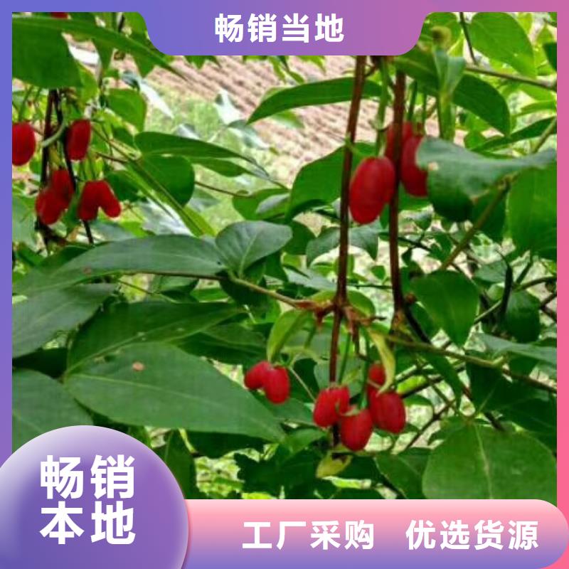 鴛鴦果苗批發質量層層把關
