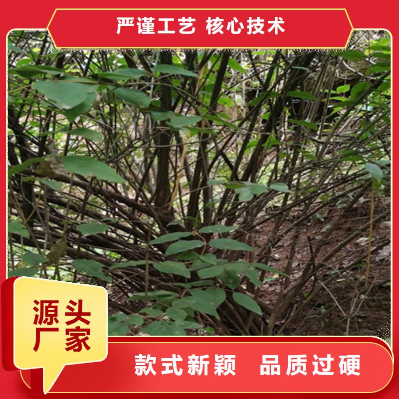 ?杈杷果獼猴桃苗詳細參數以質量求生存