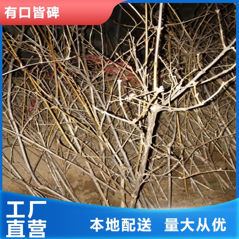 杈杷果苗一畝地多少棵廣安
