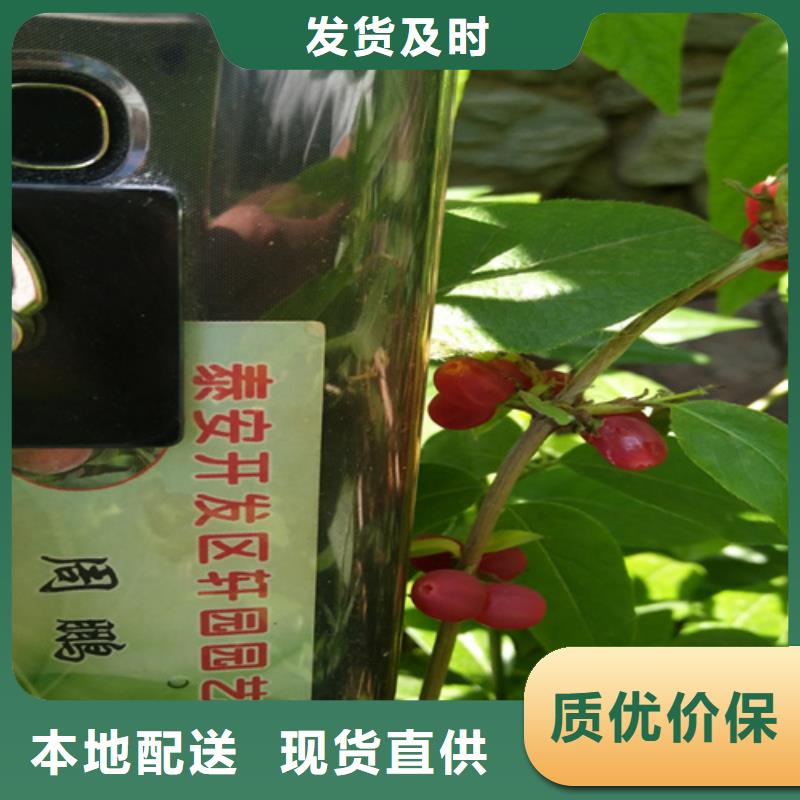 杈杷果-藍莓苗廠家批發價當地服務商