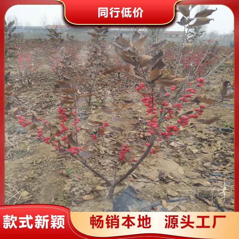 北美冬青櫻桃苗一周內發貨同城生產廠家