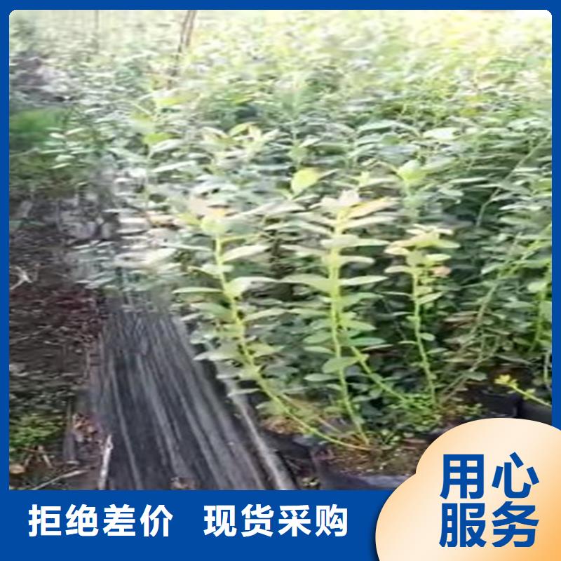 莱克西蓝莓苗种植技术[当地]生产厂家