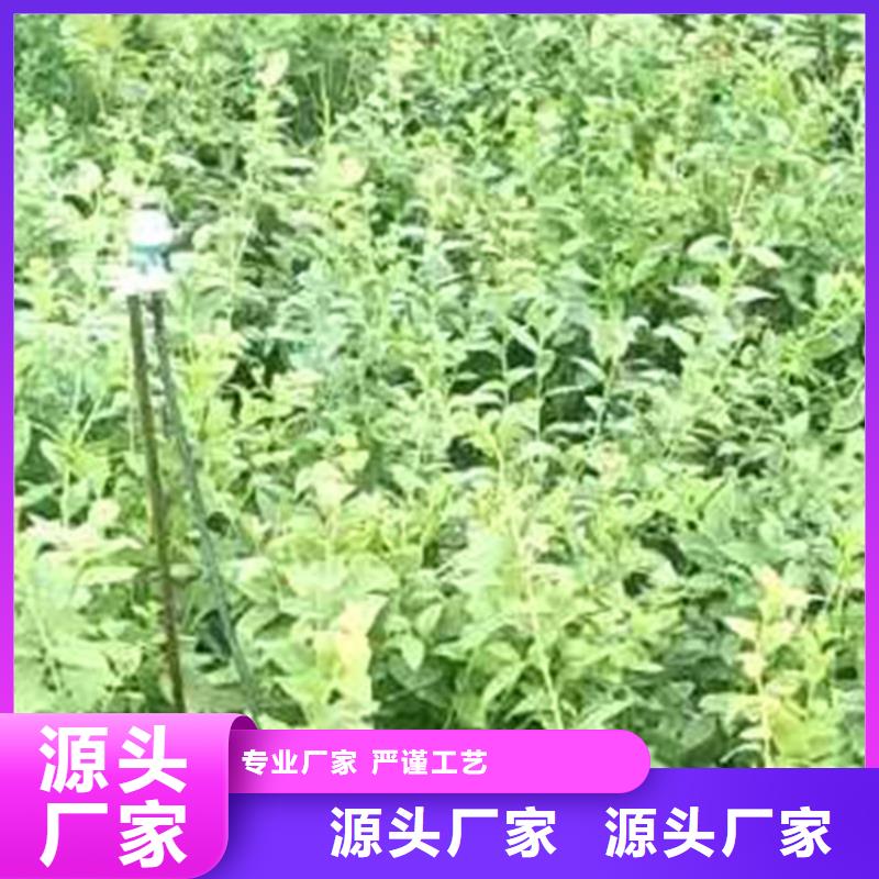 蓝莓苗产量多少认准大品牌厂家