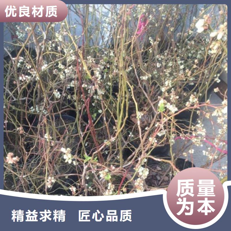 蓝莓苗-石榴树严选材质<当地>品牌