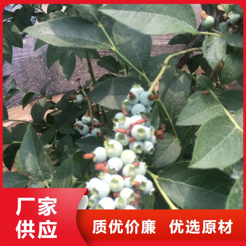 兩年藍(lán)莓苗零售專(zhuān)業(yè)生產(chǎn)N年