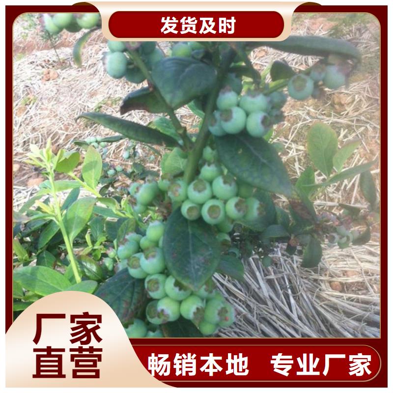 藍莓苗豐富的行業經驗廠家直銷