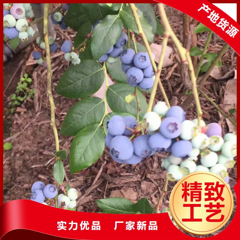 藍(lán)莓苗基地種植管理經(jīng)驗(yàn)豐富品質(zhì)可靠