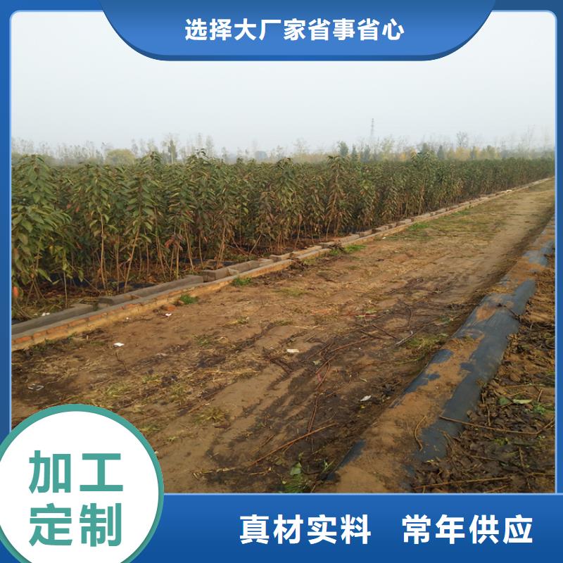 矮化車厘子樹苗育苗基地大理