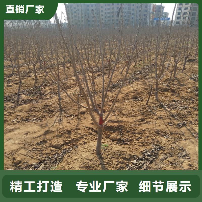 櫻桃_草莓苗來圖定制量大從優(yōu)發(fā)貨迅速
