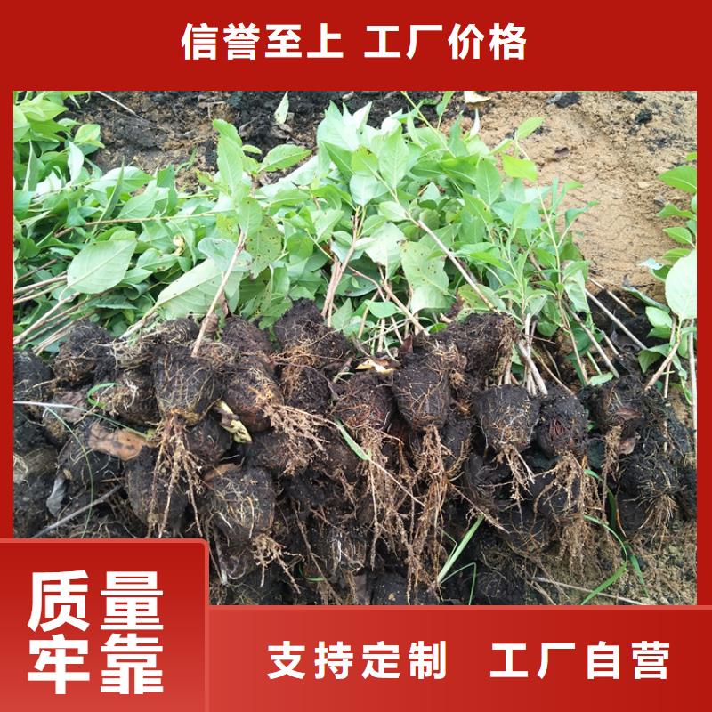 矮化大櫻桃樹苗批發上饒