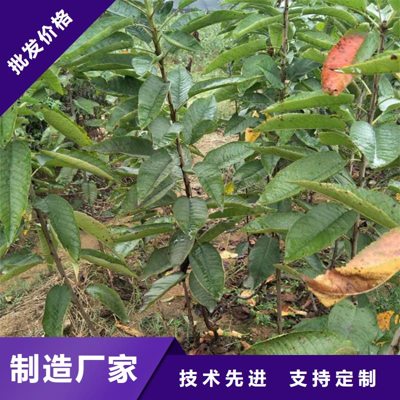 一根棍樱桃树苗适合种植地区好品质选我们