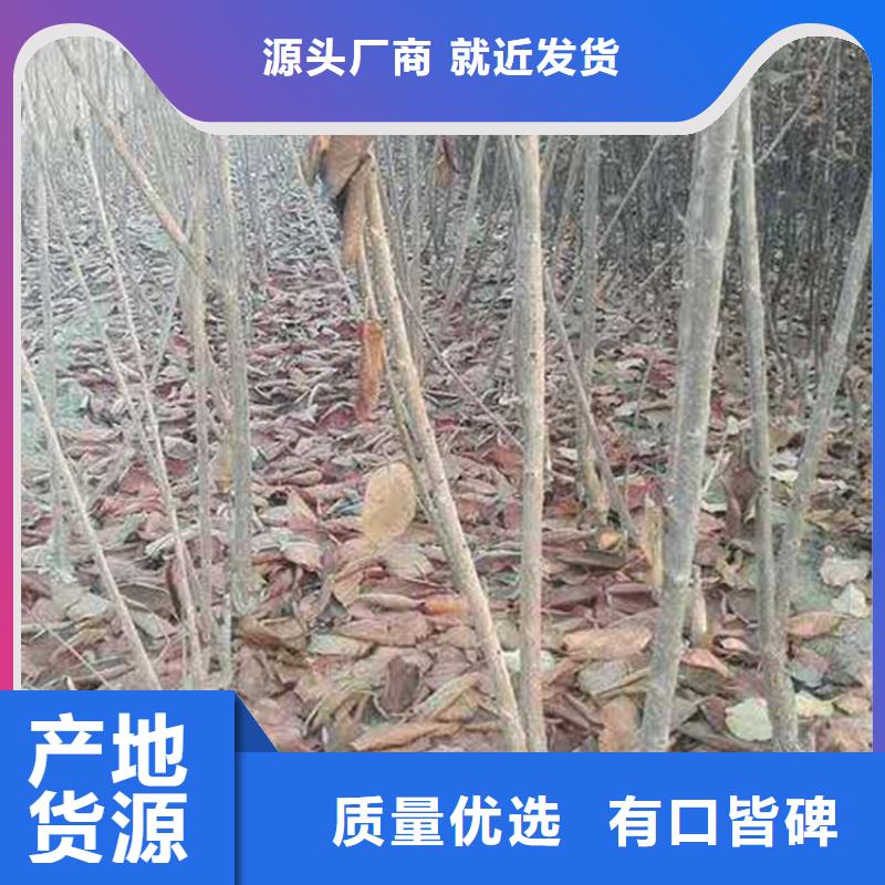 矮化吉塞拉大櫻桃苗經濟效益烏魯木齊
