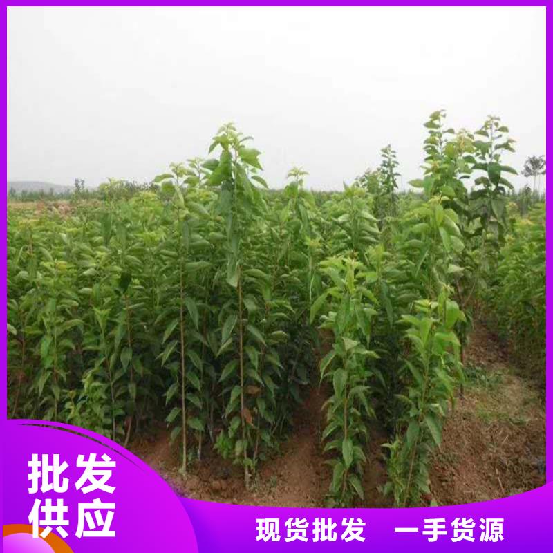 矮化大樱桃树苗成活率高用心做好每一件产品