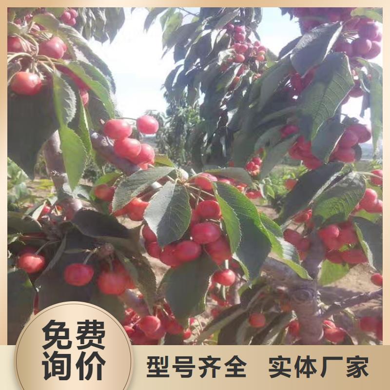 櫻桃櫻桃苗真正讓利給買(mǎi)家品類(lèi)齊全