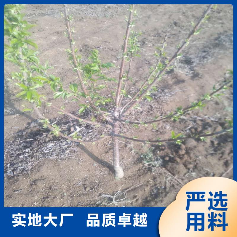 矮化車厘子苗根系發達十堰
