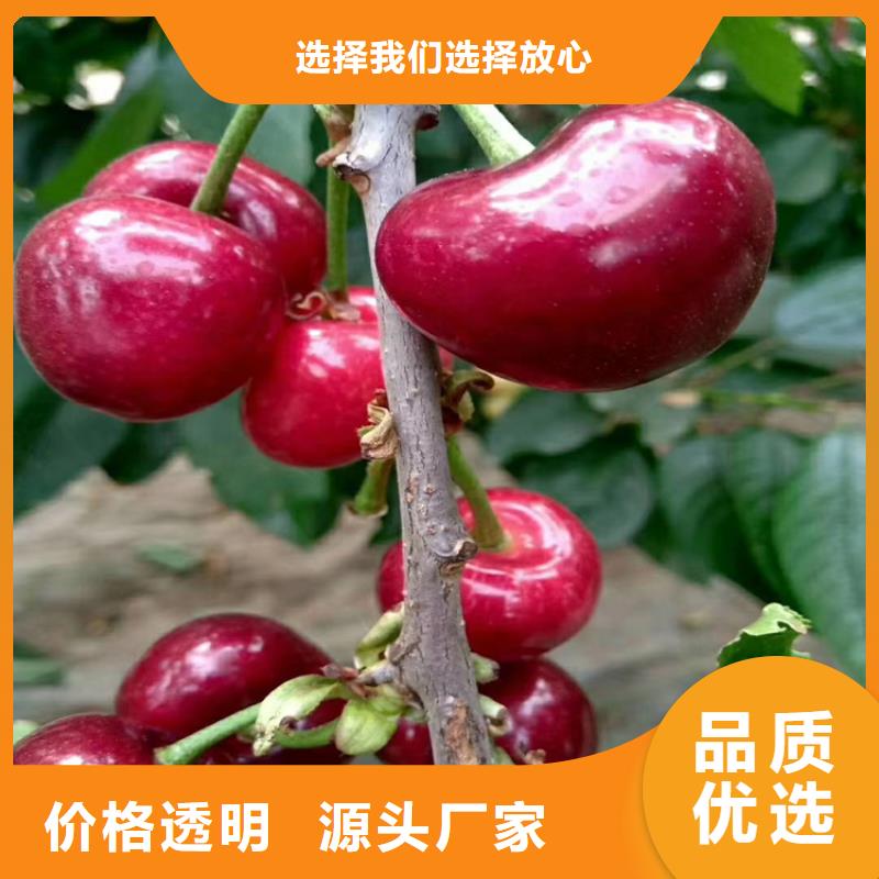 【櫻桃蘋(píng)果苗貨源穩(wěn)定】質(zhì)量不佳盡管來(lái)找我