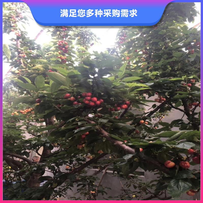 大樱桃苗适合种植地区认准大品牌厂家