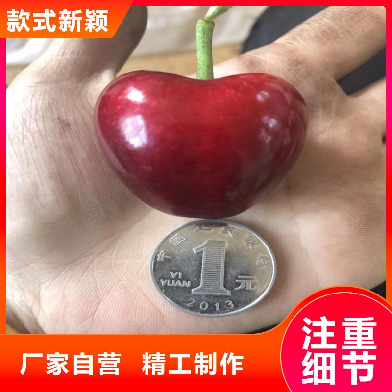 樱桃【樱桃苗】研发生产销售层层质检