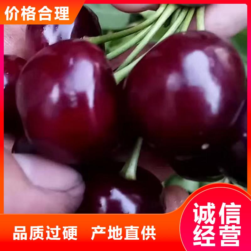 矮化吉塞拉大櫻桃苗經濟效益宿州