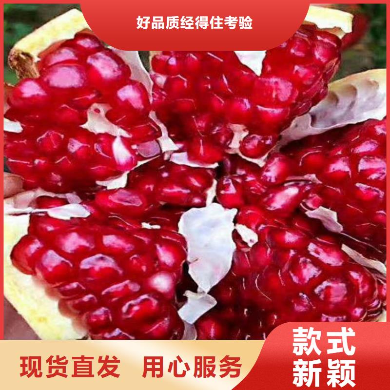 甜籽石榴苗什么時間移栽萍鄉