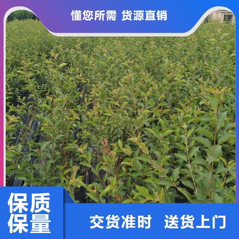 軟籽石榴苗全國發貨張家口