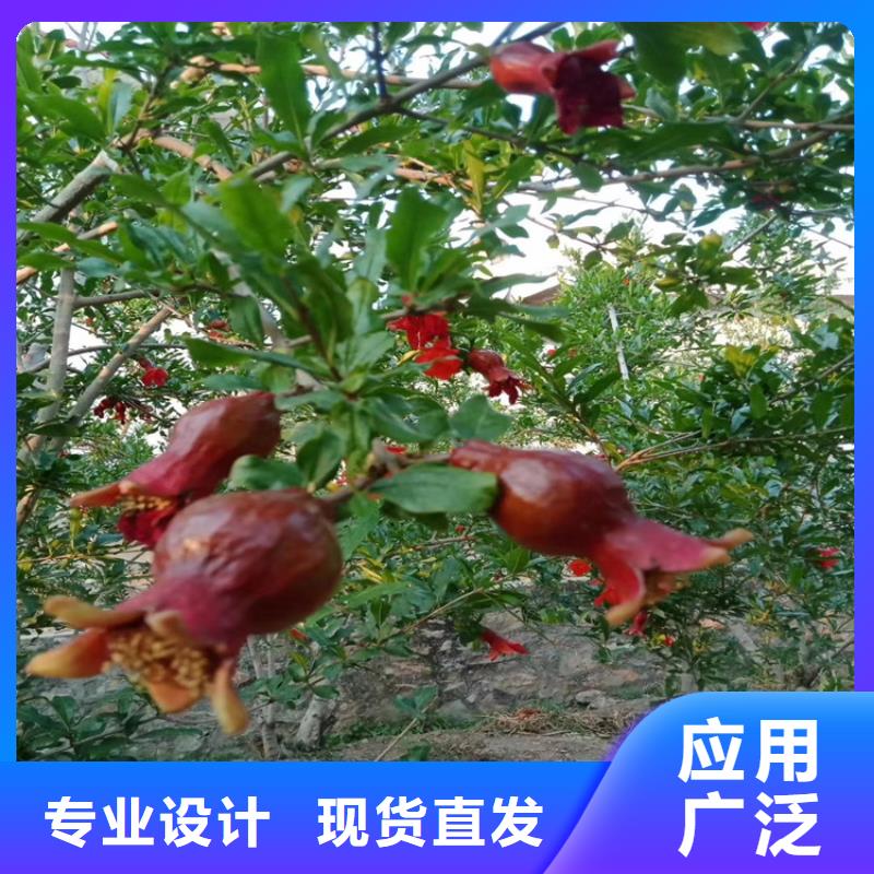 石榴-桃樹苗合作共贏放心購