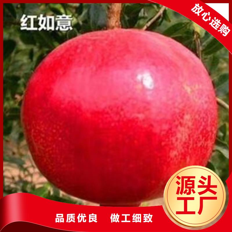 黑籽石榴樹苗量大從優(yōu)黃石