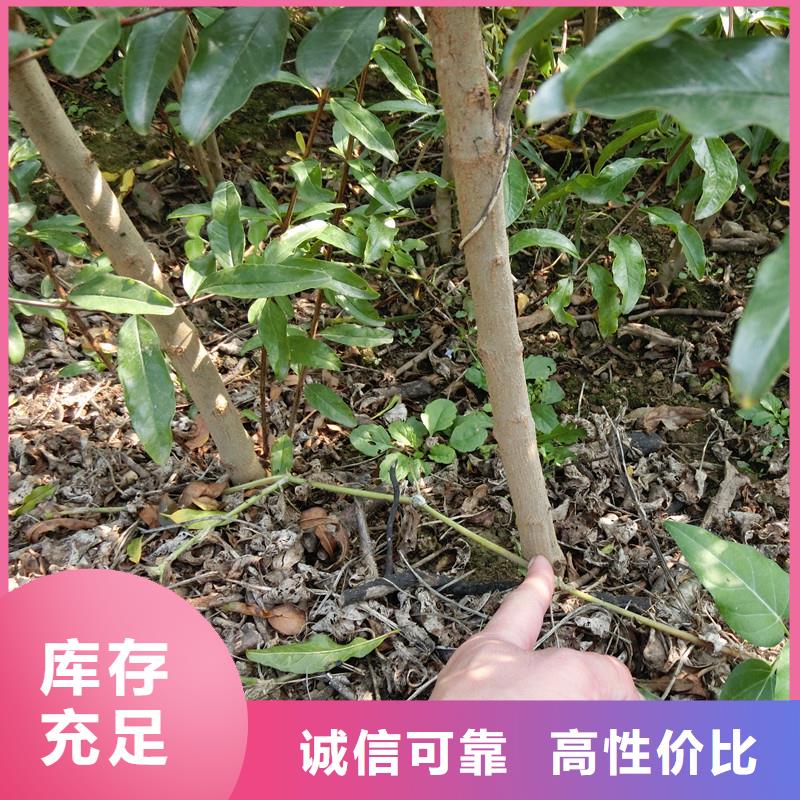 黑籽石榴树苗现挖苗现发货【当地】品牌