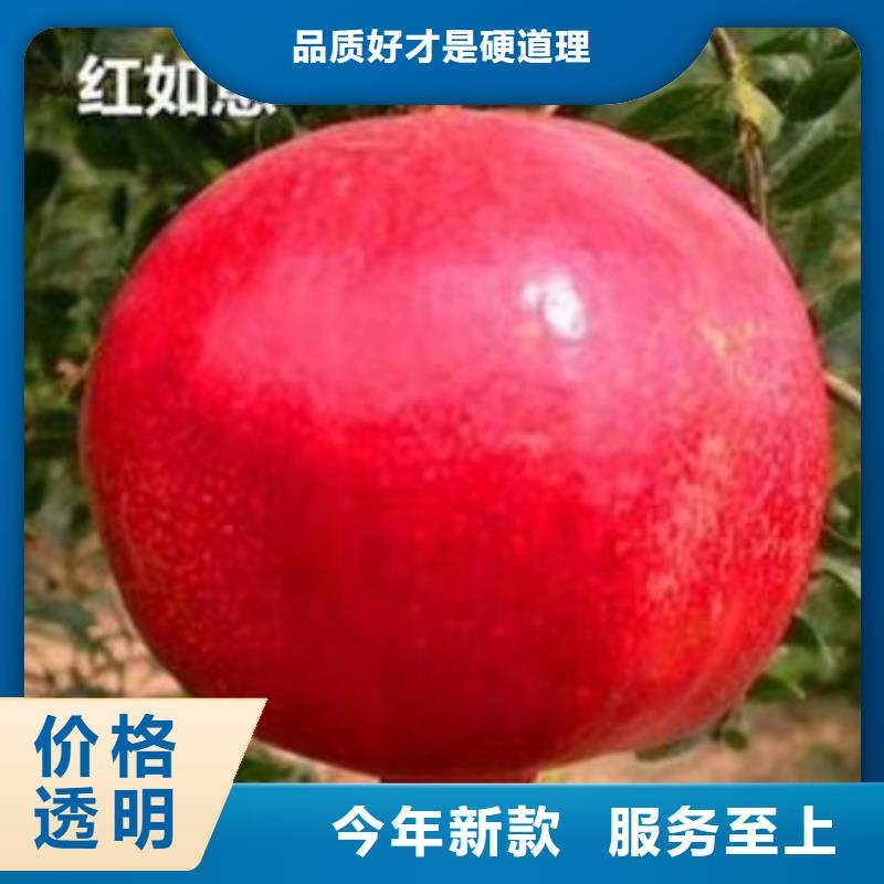 甜籽石榴苗種植管理技術(shù)黃石