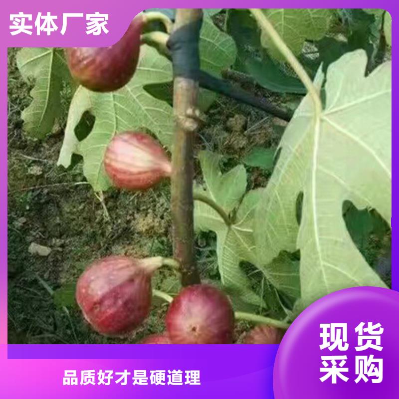 【无花果杏树苗快速发货】<当地>服务商